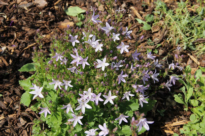 Campanula poscharskyana 'Lisduggan Variety' (Teppichglockenblume | Polsterglockenblume)