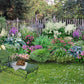 Charmantes Schattenbeet Blüten-& Blattschmuck für lichtarme Gartenbereiche