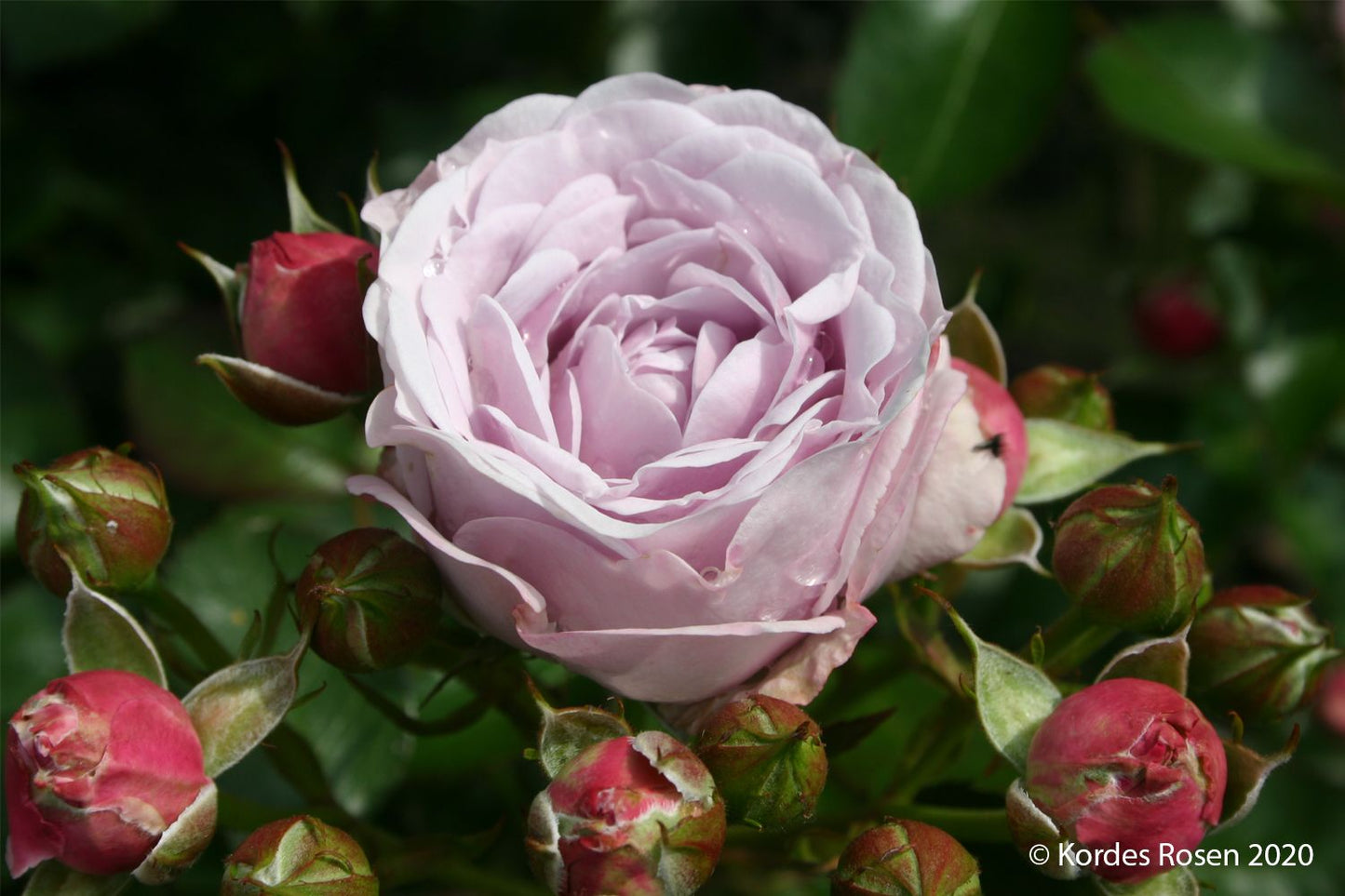 Rose 'Nautica' Beetrose