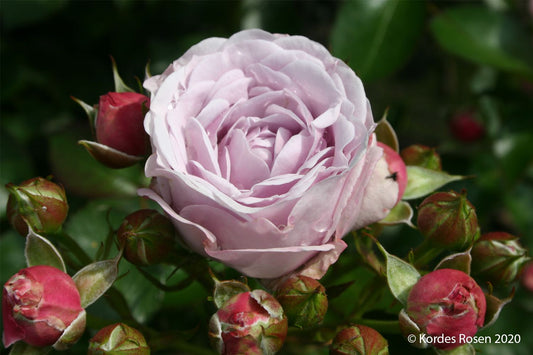 Rose 'Nautica' Beetrose