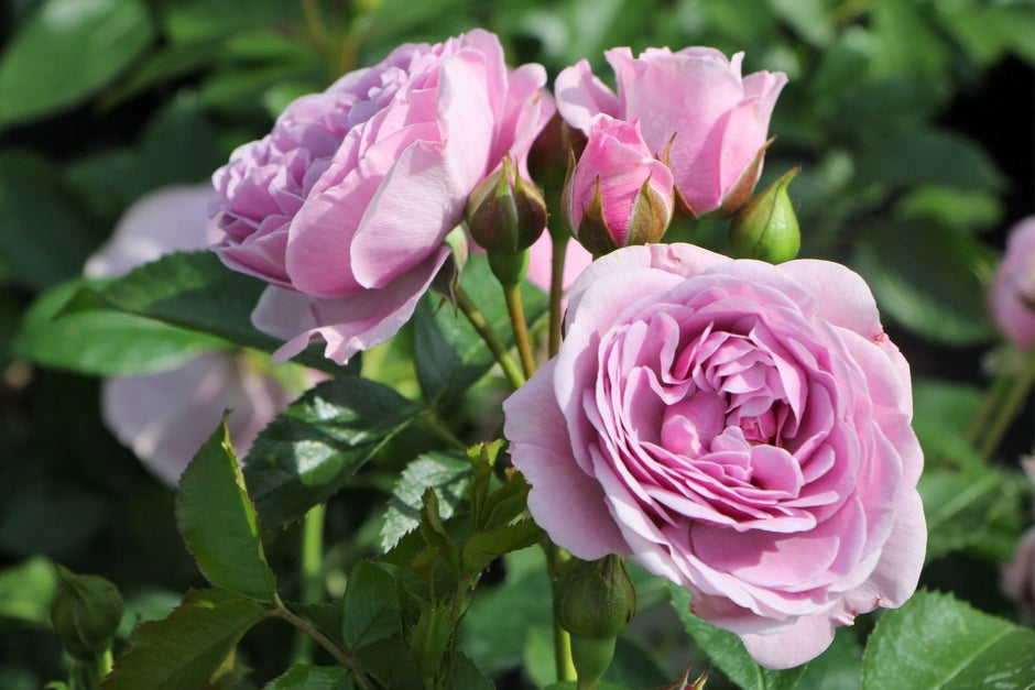 Alte Rosensorten kaufen – Duftende Blüten für Romantiker – Gräfin von ...