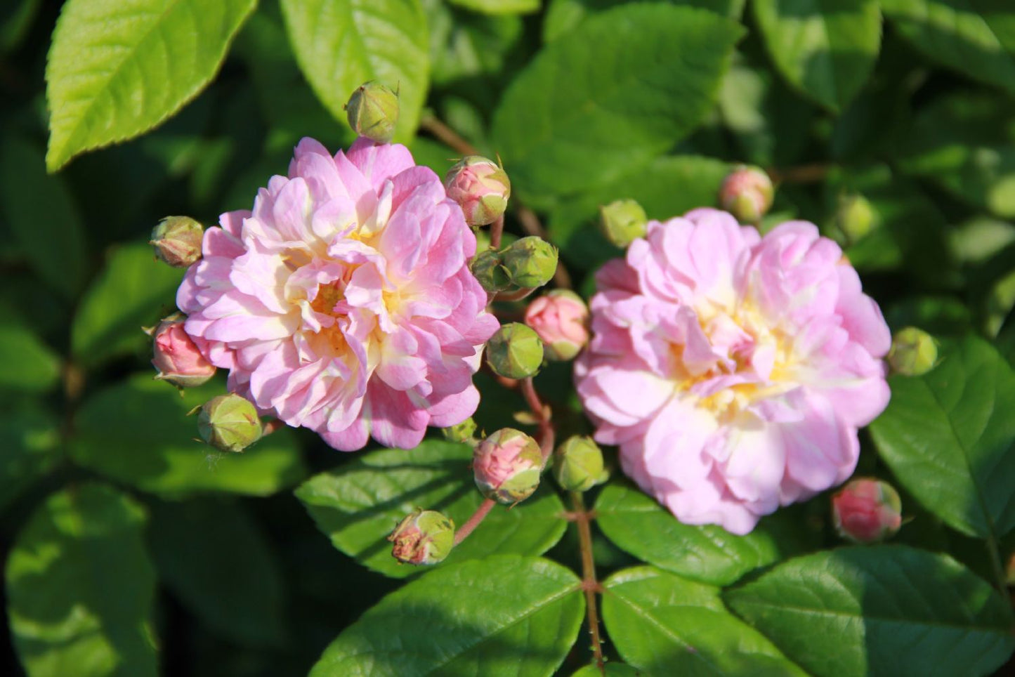 Rose 'Souvenir de Greuville' Bodendeckerrose