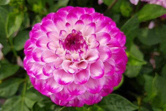 Dahlia 'Genova' Ball-Dahlie