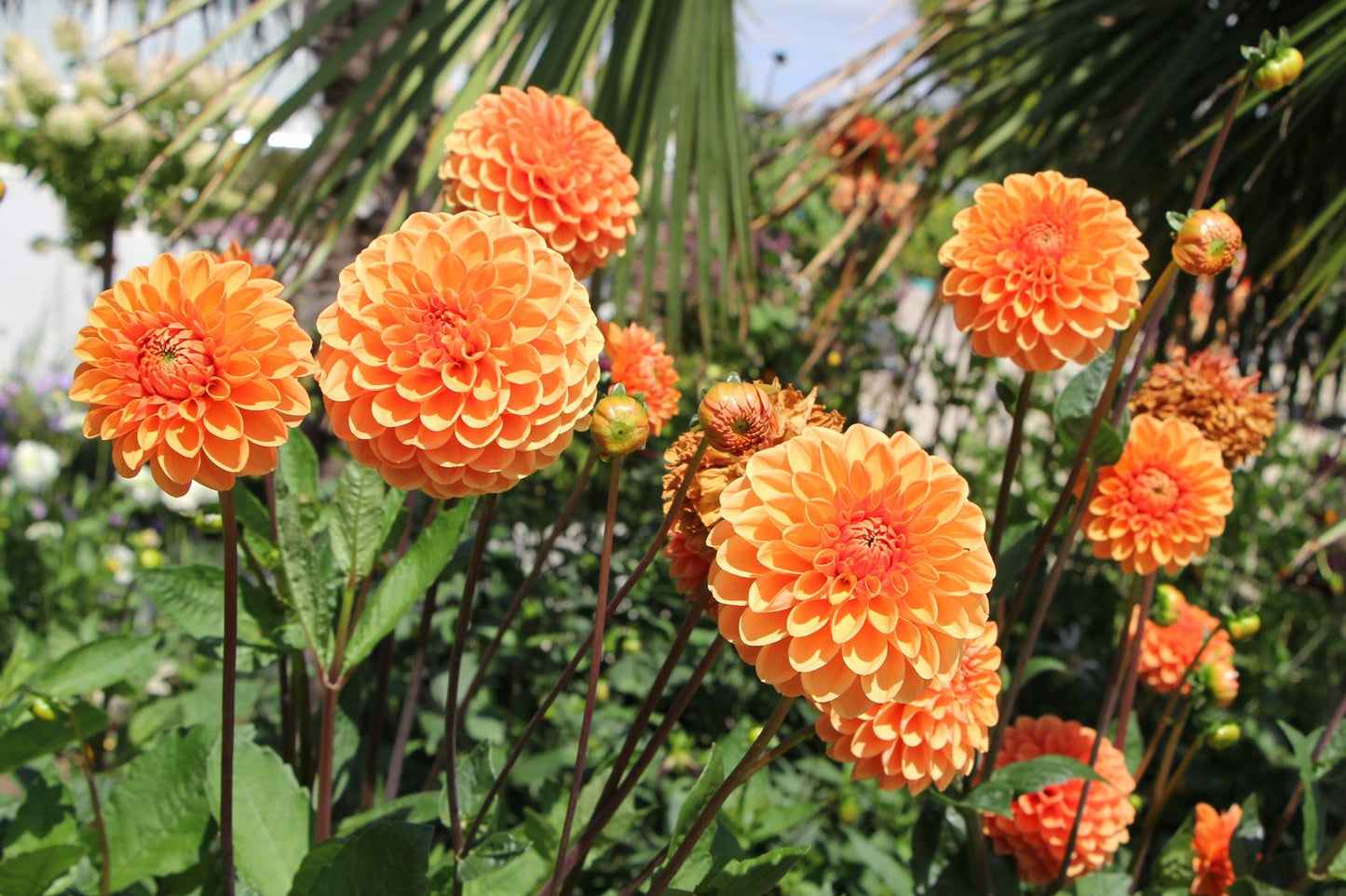 Dahlia 'Sylvia' (Ball-Dahlie)
