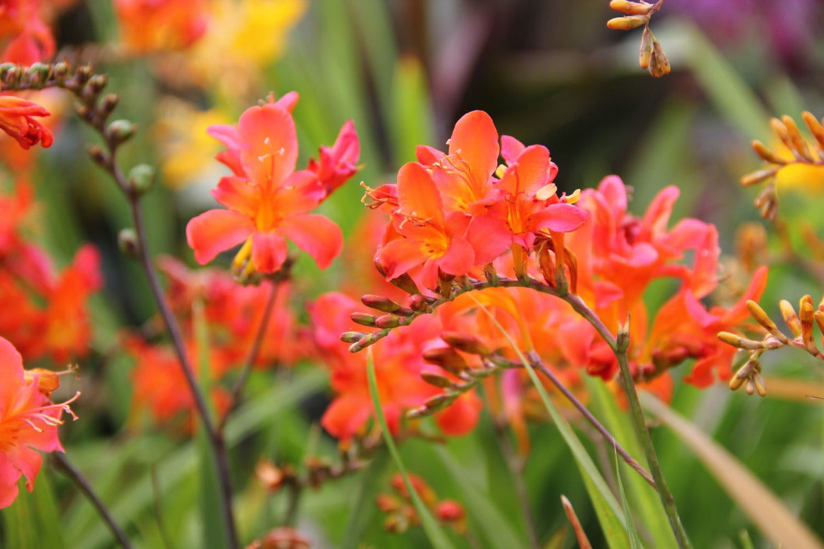 Crocosmia x crocosmiiflora 'Limpopo' (Montbretie) - P 1