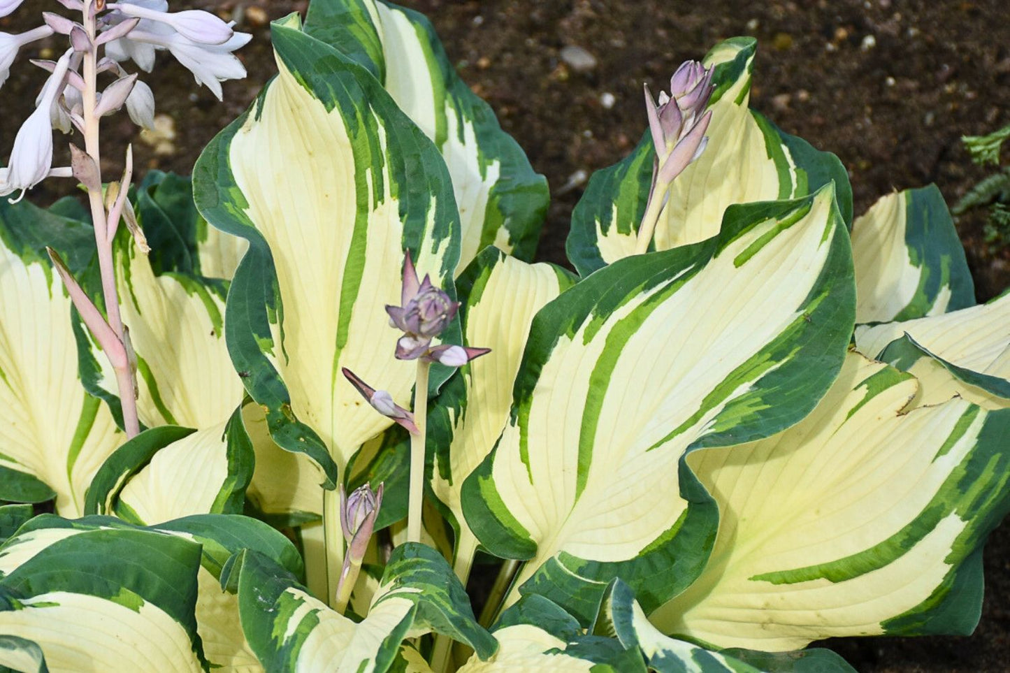 Hosta 'Hans' Funkie