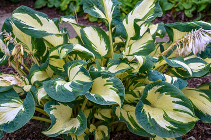 Hosta 'Hans' (Funkie)