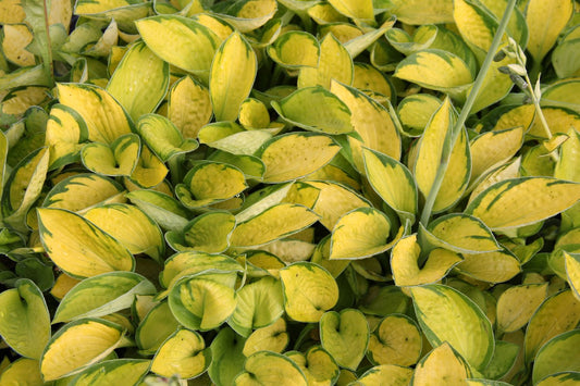 Hosta 'Rainforest Sunrise' Funkie | Herzblattlilie