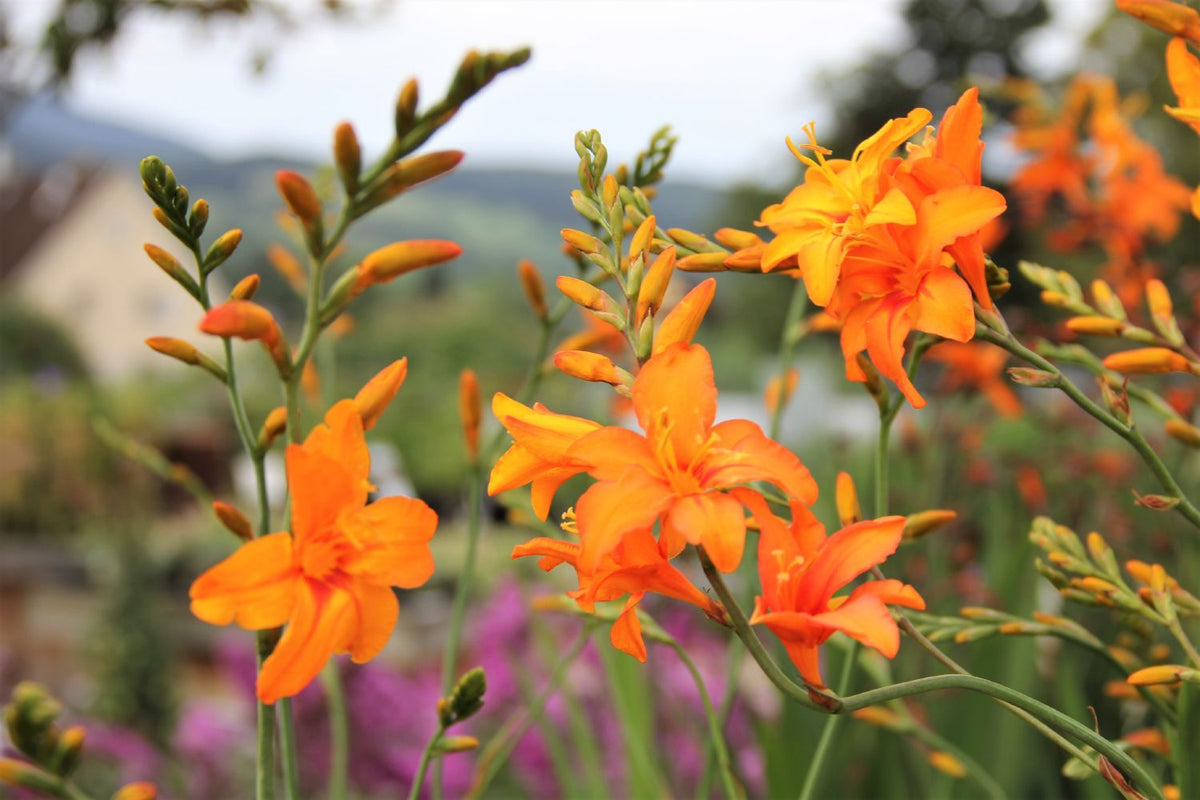 Crocosmia x crocosmiiflora 'Okavango' (Montbretie) - P 1