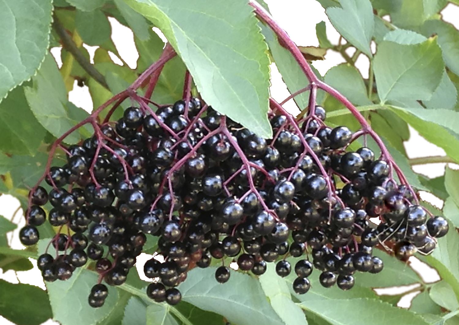 Sambucus Nigra 'Haschberg' (Schwarzer Holunder) – Gräfin Von Zeppelin