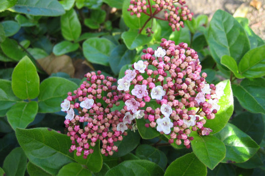 Viburnum tinus 'Lisa Rose' ® Lorbeer-Schneeball