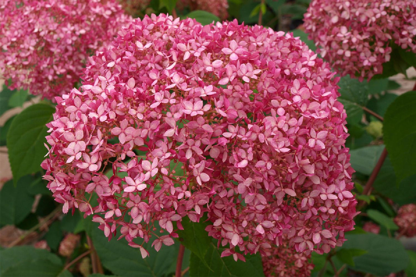 Hydrangea arborescens 'Pink Annabelle' ® Ballhortensie
