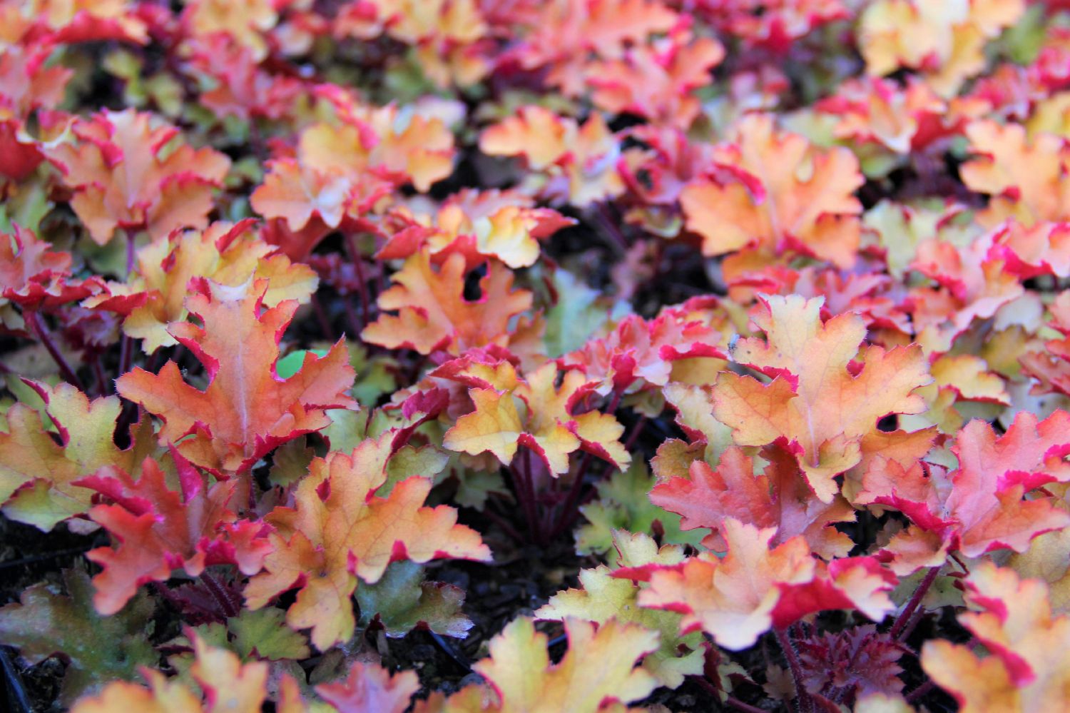 Heuchera 'Zipper' Purpurglöckchen