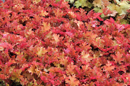 Heuchera 'Zipper' (Purpurglöckchen)