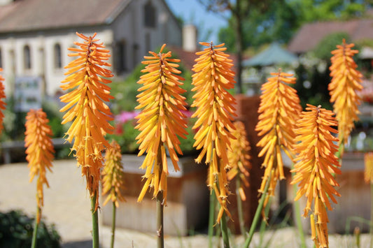 Kniphofia 'Mango Popsicle' Fackellilie