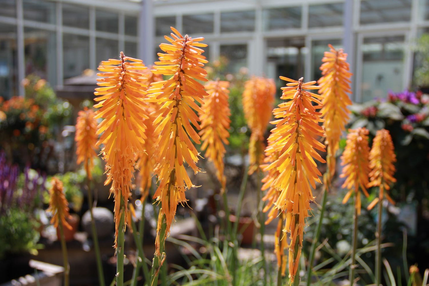 Kniphofia 'Mango Popsicle' (Fackellilie)