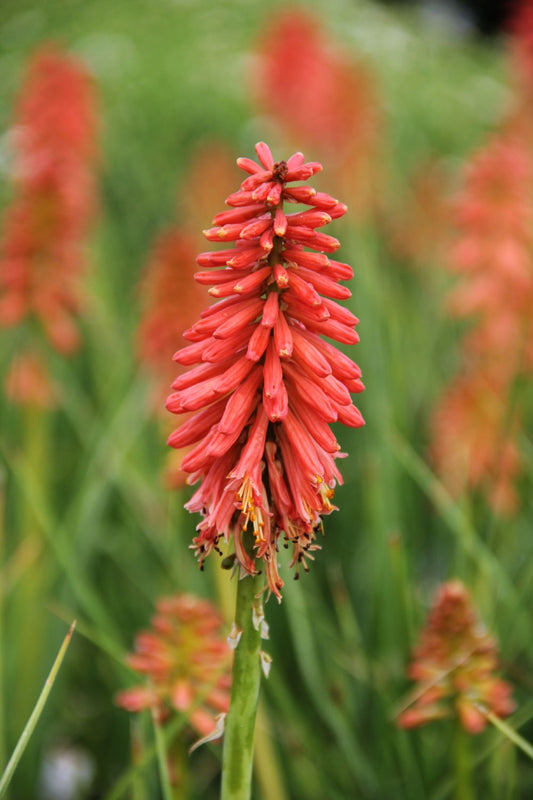 Kniphofia 'Poco Red' Fackellilie