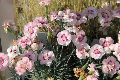 Dianthus plumarius 'Angel of Virtue' Garten-Feder-Nelke