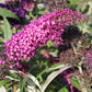 Buddleja davidii 'Magenta Munchkin' Sommerflieder