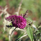 Buddleja davidii 'Magenta Munchkin' (Sommerflieder)