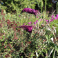 Buddleja davidii 'Magenta Munchkin' (Sommerflieder)