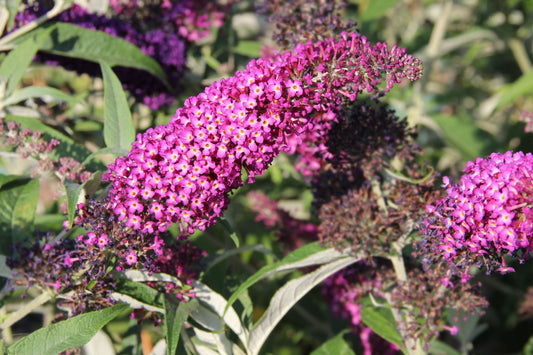 Buddleja davidii 'Magenta Munchkin' ® Sommerflieder
