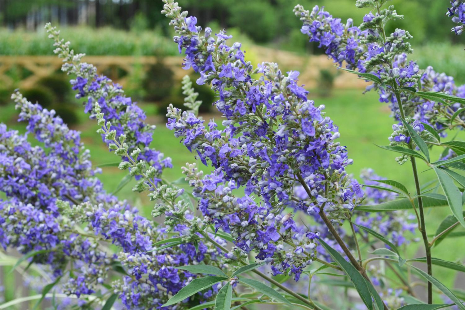 Vitex 'Delta Blues' ® Mönchspfeffer