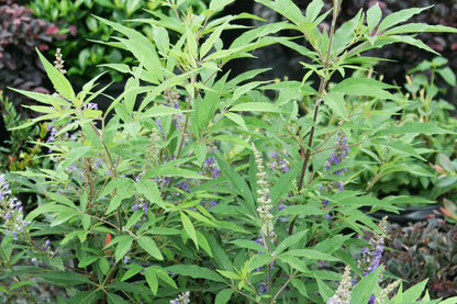 Vitex 'Delta Blues' ® (Mönchspfeffer)