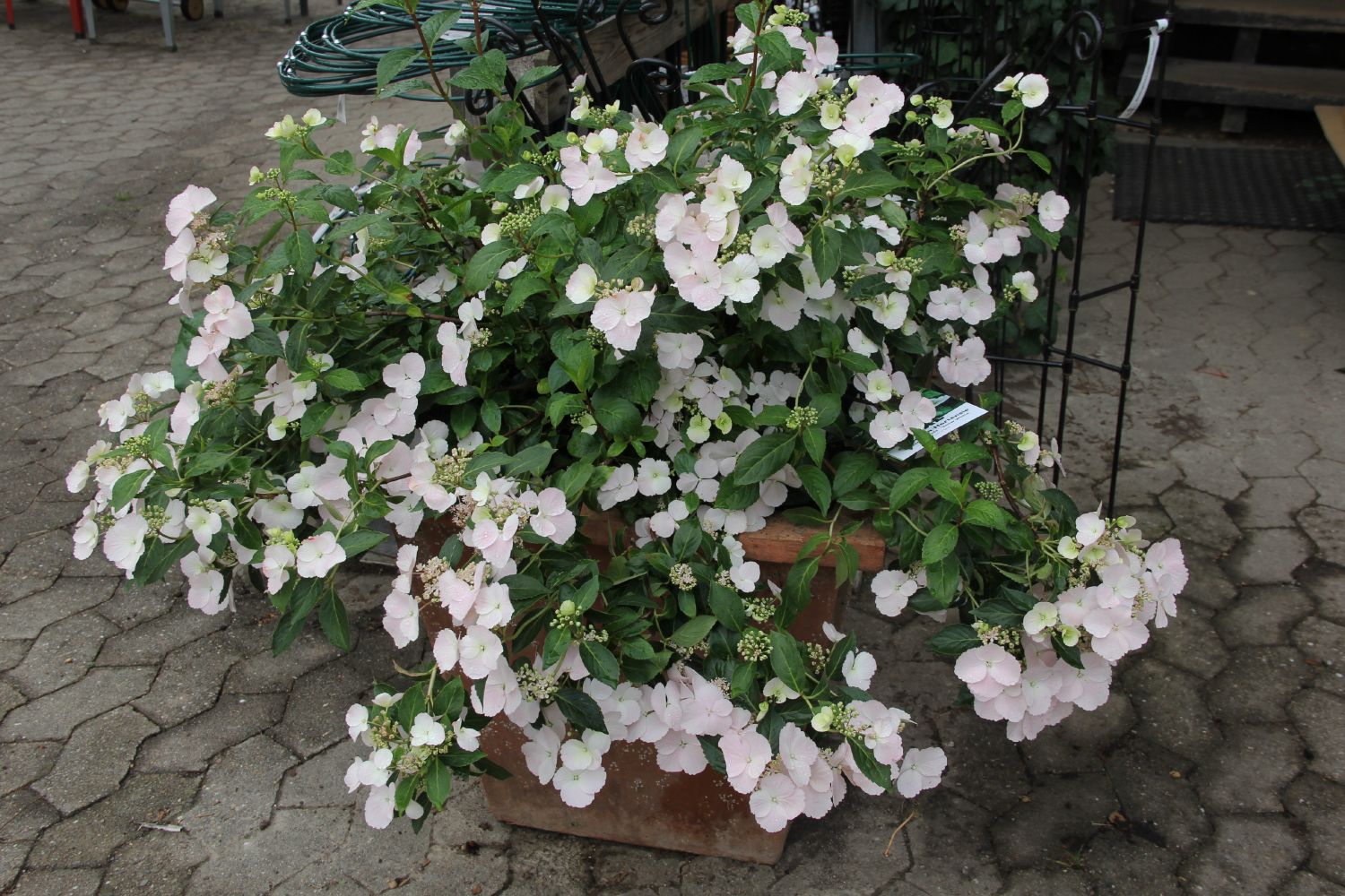 Hydrangea runaway bride discount