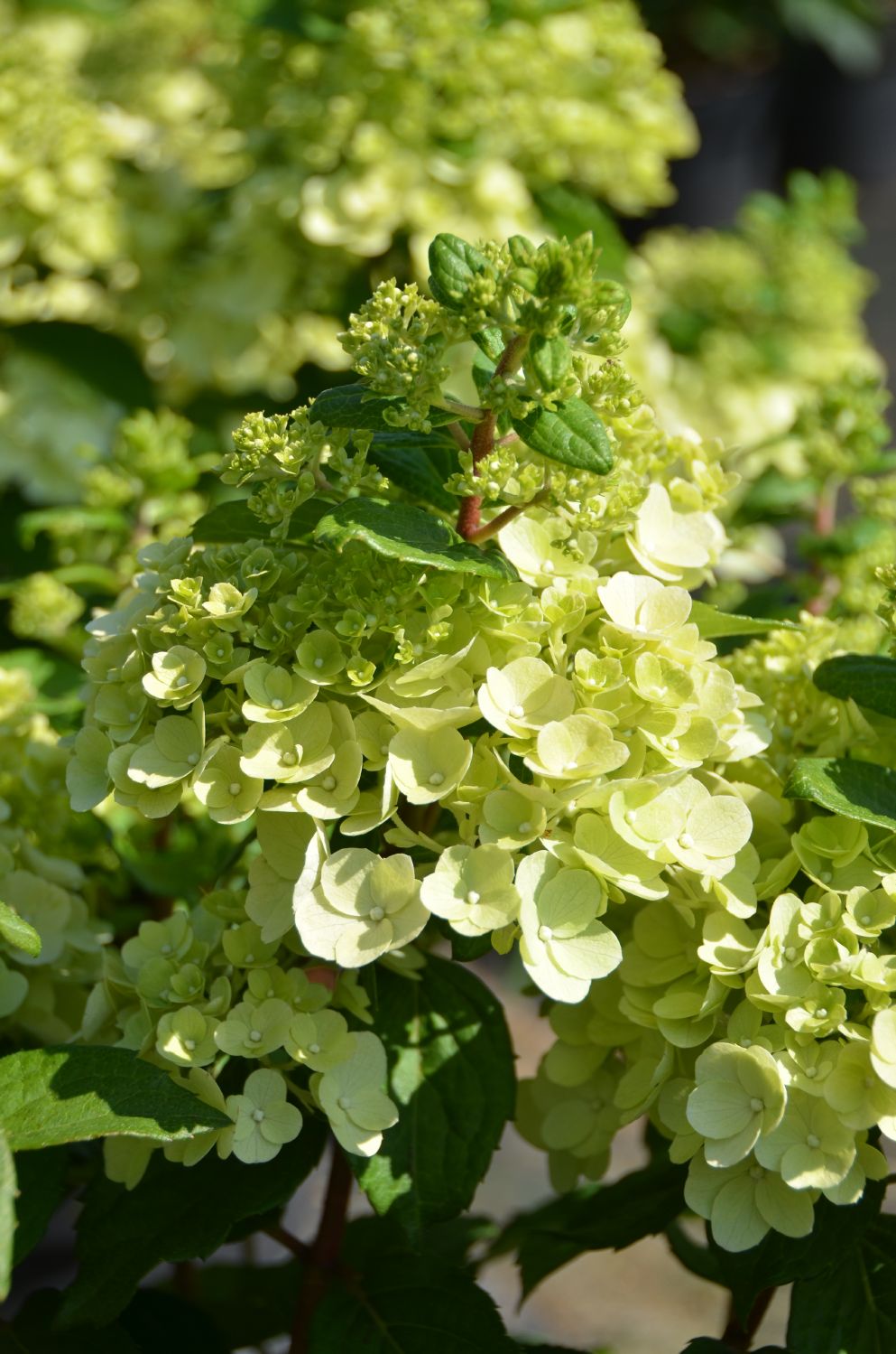 Hydrangea paniculata 'Magical Mont Blanc' Rispenhortensie
