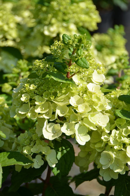 Hydrangea paniculata 'Magical Mont Blanc' Rispenhortensie
