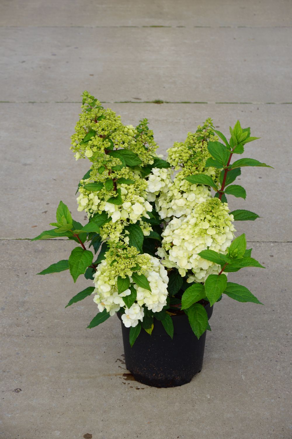 Hydrangea paniculata 'Magical Mont Blanc' (Rispenhortensie)