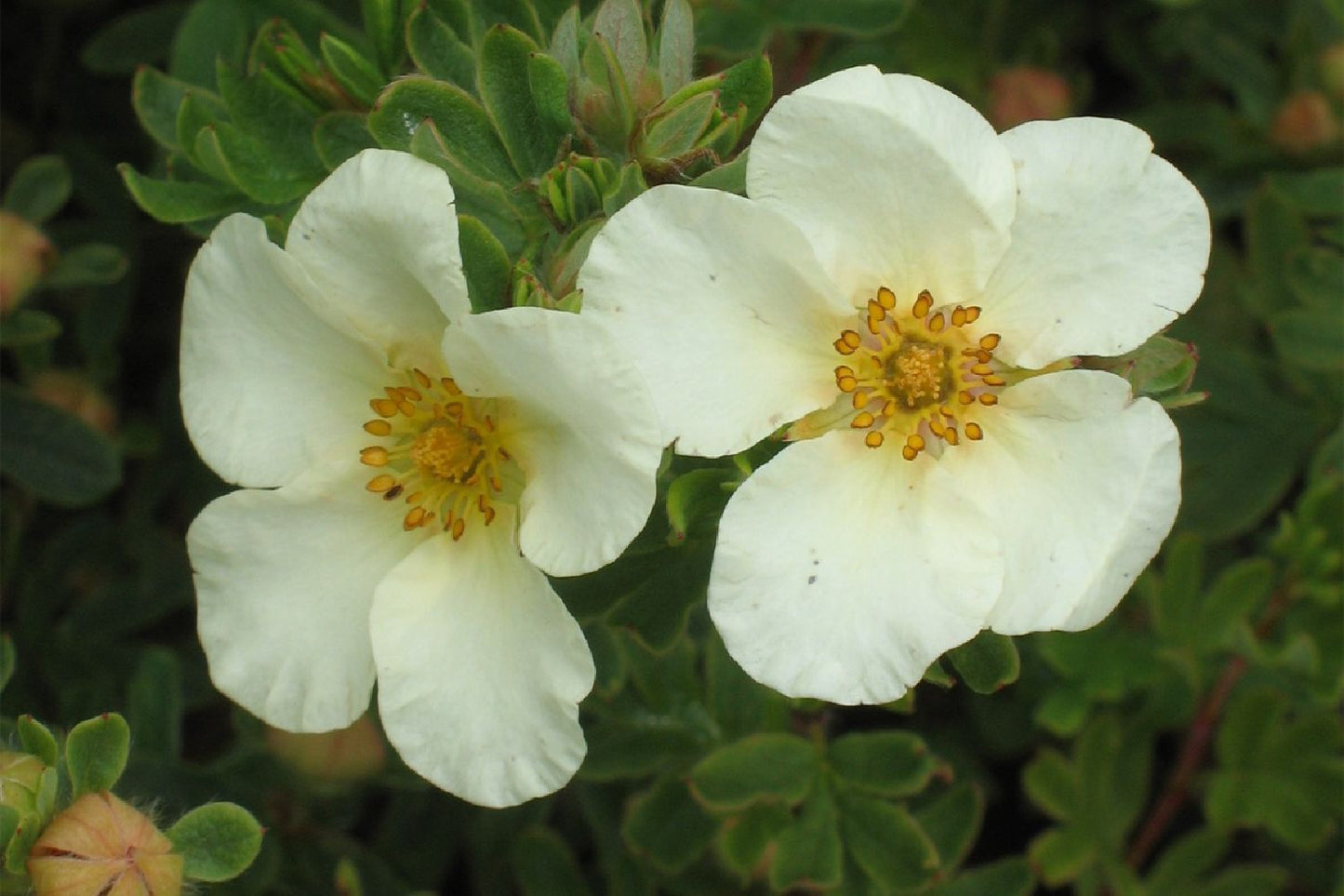 Potentilla fruticosa 'Crème Brulée' ® Fingerstrauch