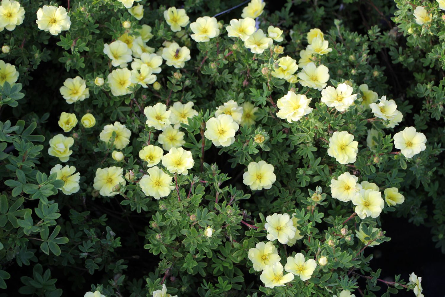 Potentilla fruticosa 'Crème Brulée' ® (Fingerstrauch)