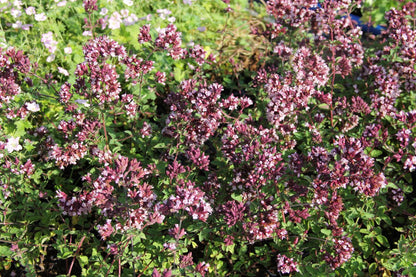 Origanum 'Gentle Breeze' Blüten-Dost