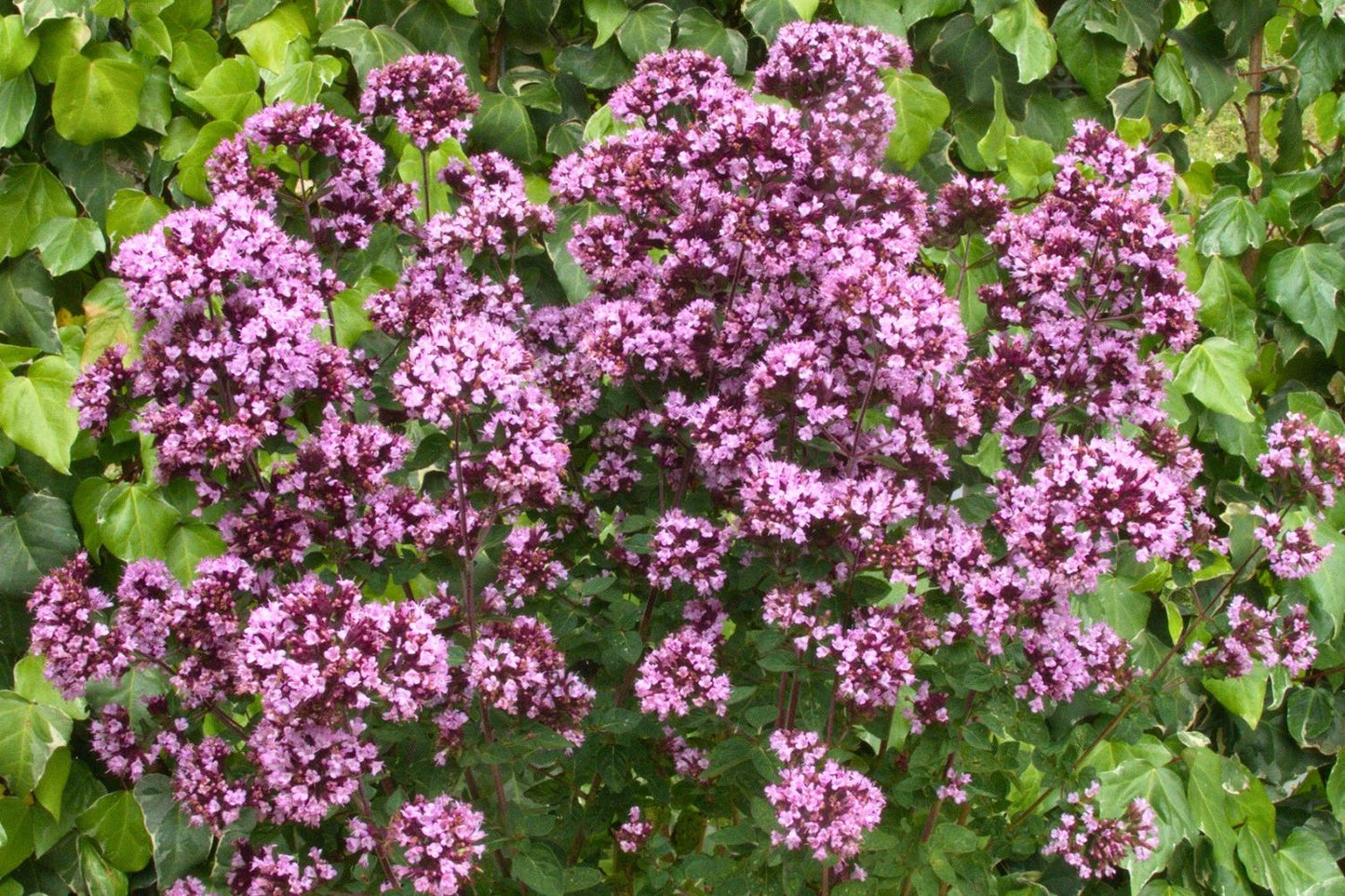 Origanum 'Gentle Breeze' (Blüten-Dost)