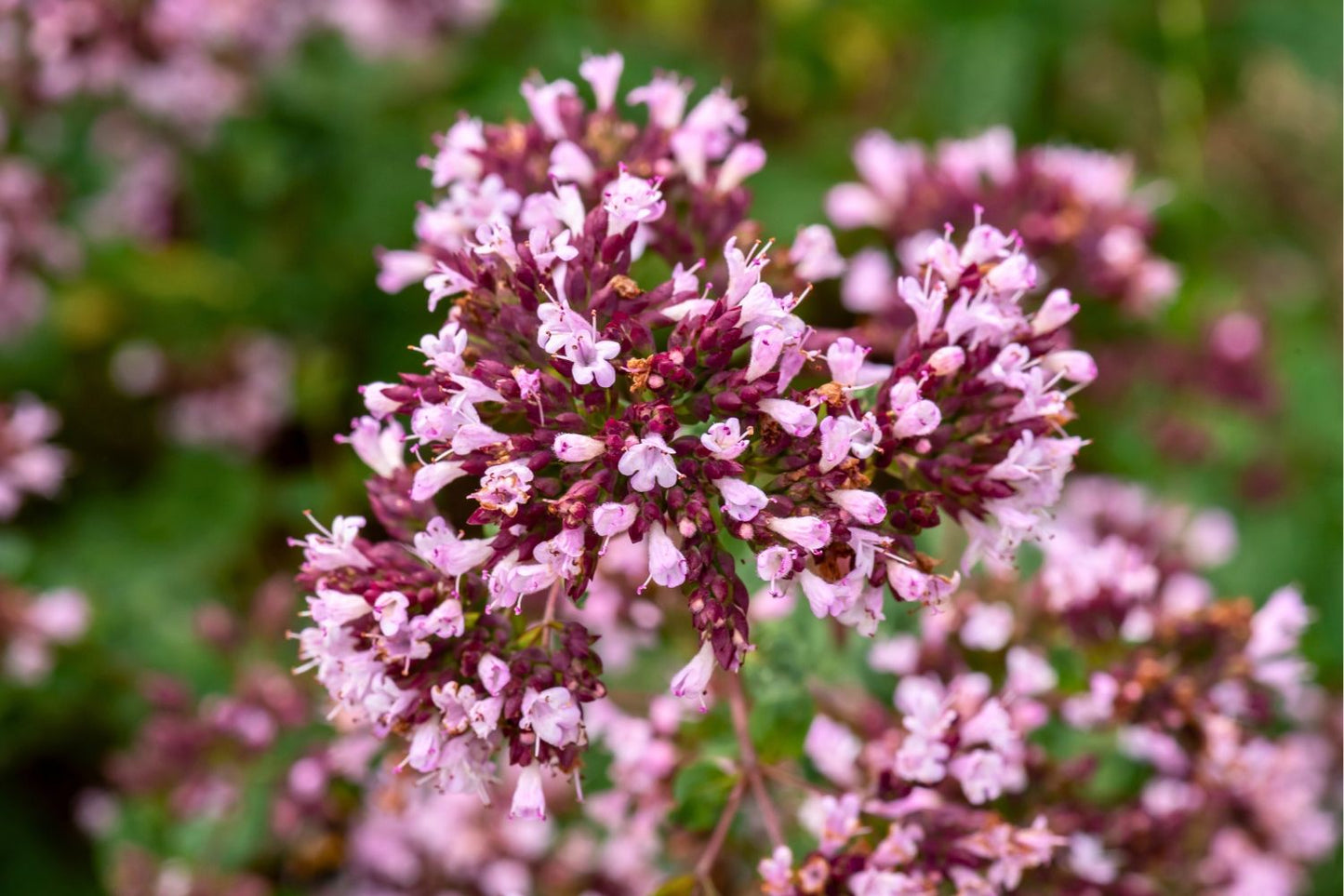 Origanum 'Gentle Breeze' (Blüten-Dost)