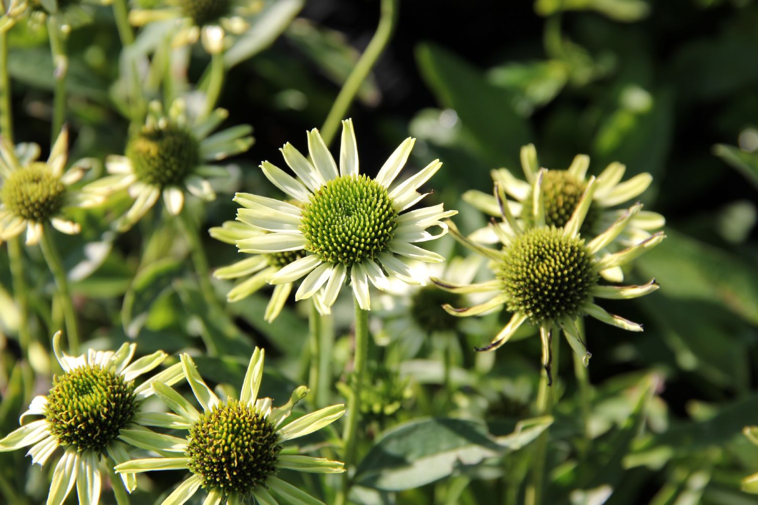 Echinacea 'Real Green' Scheinsonnenhut