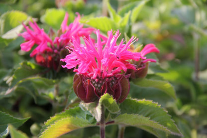 Monarda 'Bee-Merry' ® Indianernessel