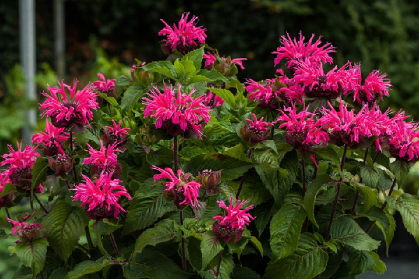 Monarda 'Bee-Merry' ® (Indianernessel)