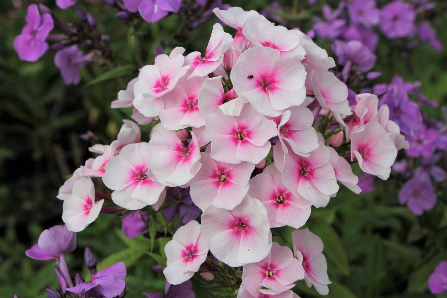 Phlox paniculata 'Flame Pro Soft Pink' (Garten-Flammenblume)