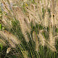 Leuchtender Herbst (Farbenfroher Ausklang im Garten)
