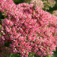Leuchtender Herbst (Farbenfroher Ausklang im Garten)