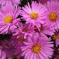 Leuchtender Herbst (Farbenfroher Ausklang im Garten)