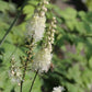 Leuchtender Herbst (Farbenfroher Ausklang im Garten)