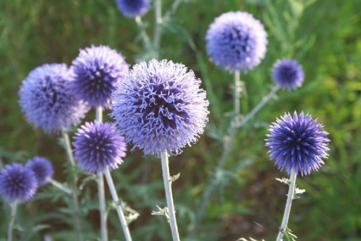 Grenzenlos wild (Wildpflanzencharme für Ihren Garten)