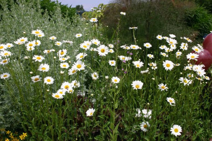 Grenzenlos wild (Wildpflanzencharme für Ihren Garten)