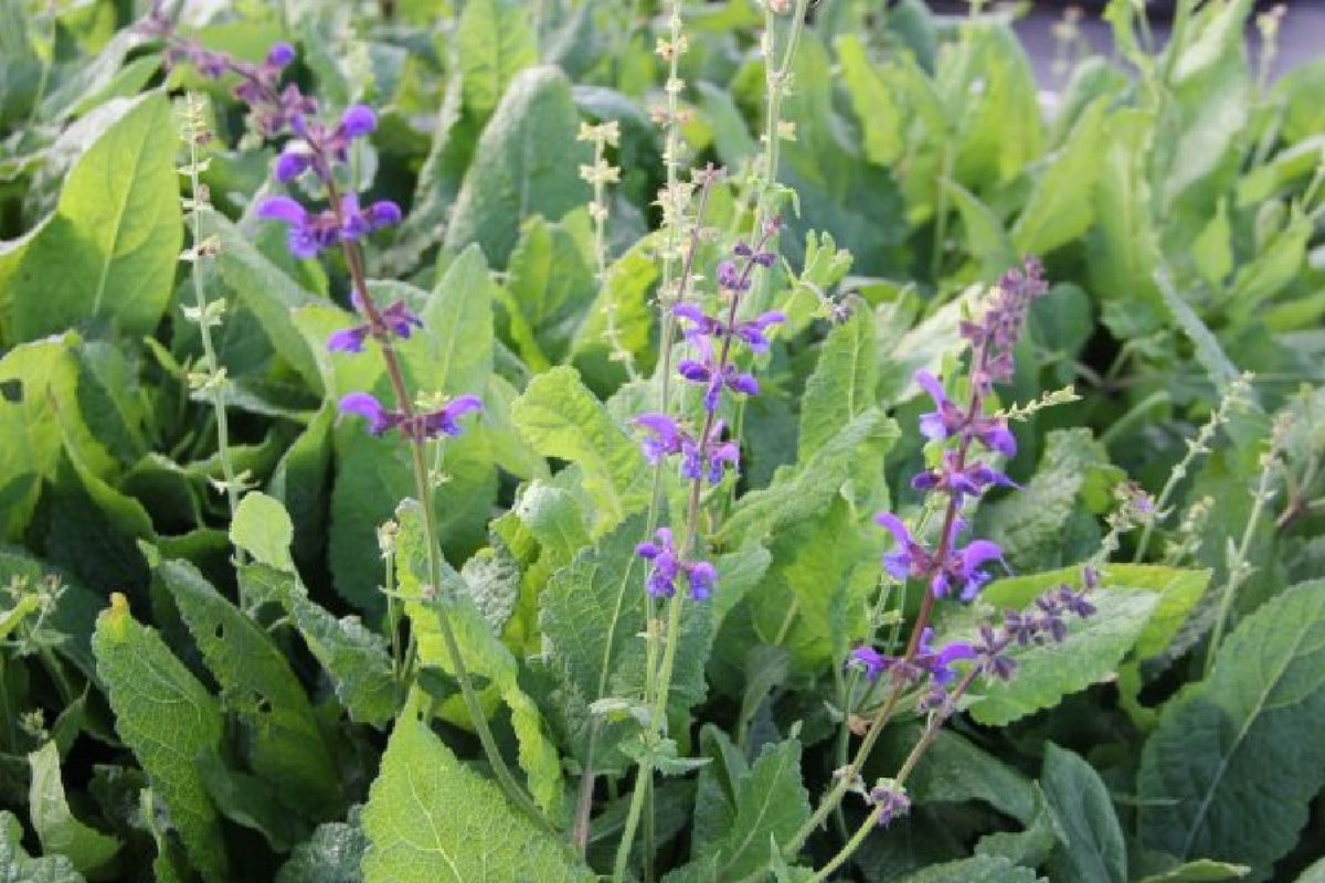 Grenzenlos wild (Wildpflanzencharme für Ihren Garten)