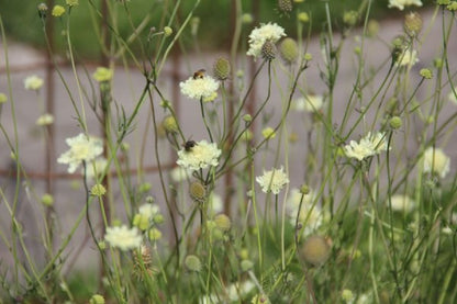Grenzenlos wild (Wildpflanzencharme für Ihren Garten)