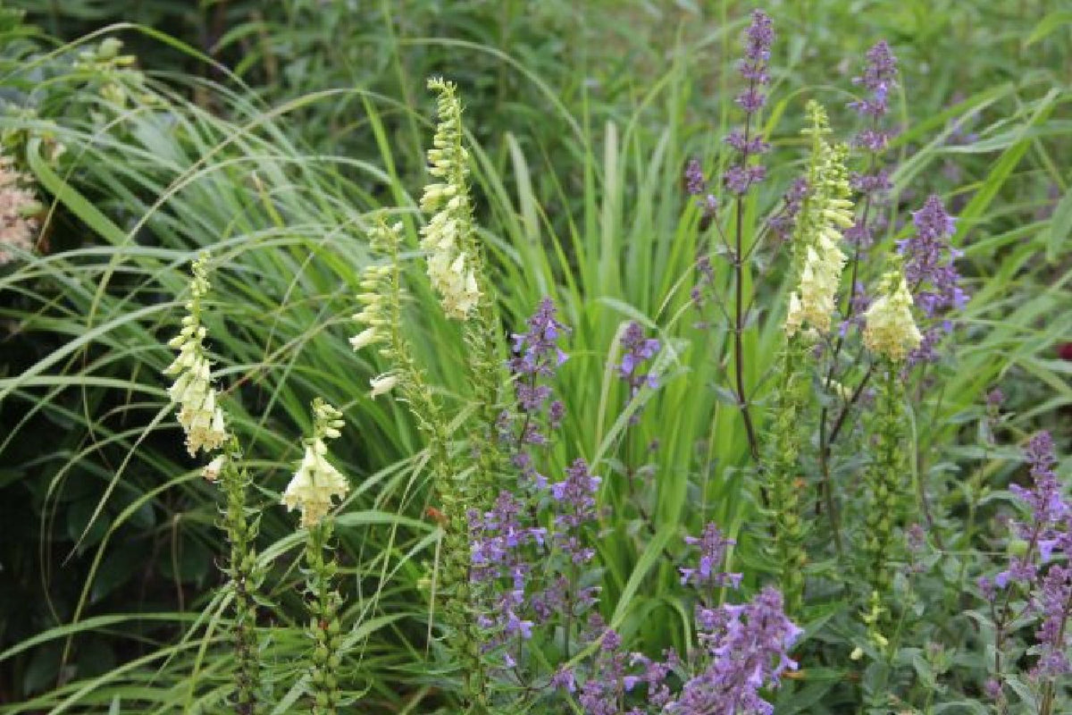 Grenzenlos wild (Wildpflanzencharme für Ihren Garten)